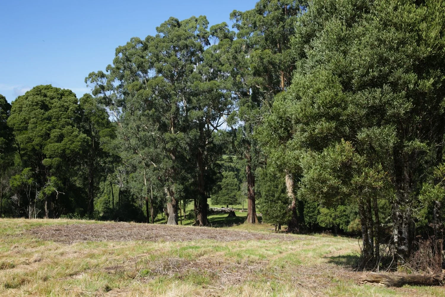 Additional image 7 of 4195 Colac Lavers Hill Road, Weeaproinah VIC 3237