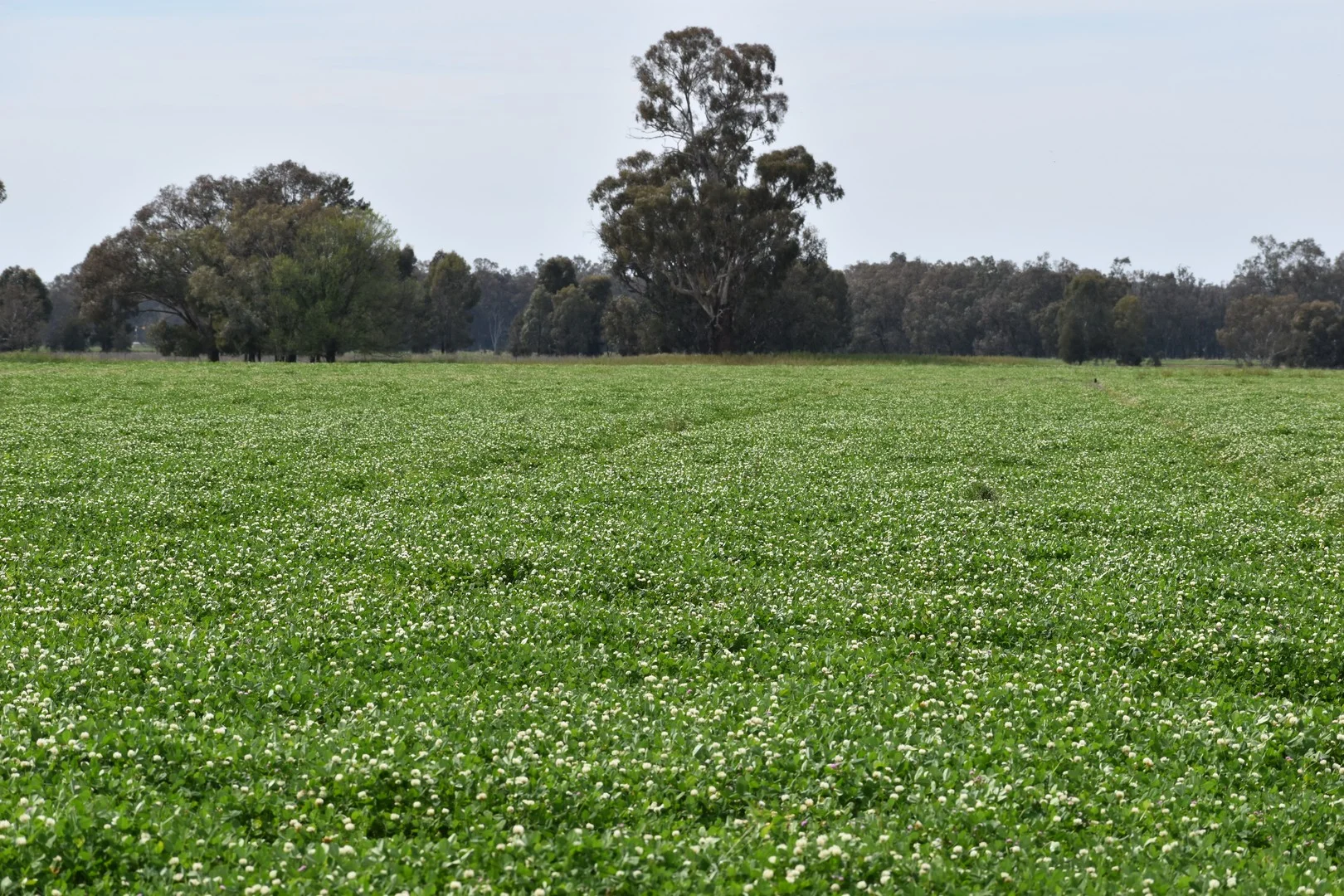 Additional image 2 of 2071 Yarrabandai Road, Bedgerabong NSW 2871