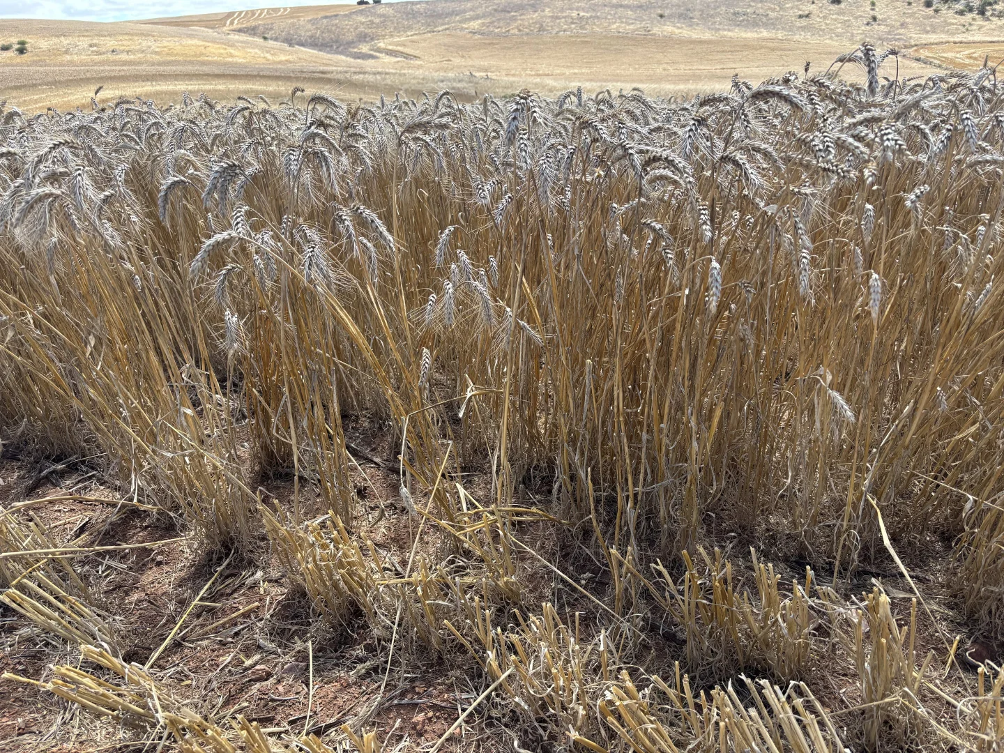 Additional image 17 of Lot 65 Forrester Road, Mount Erin WA 6532