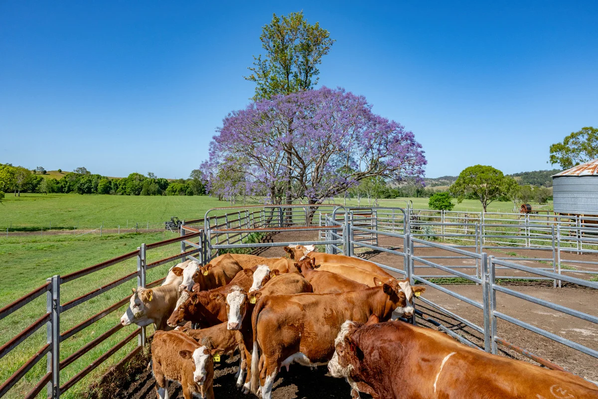 Additional image 19 of 800 Fawcetts Plain Road, Kyogle NSW 2474