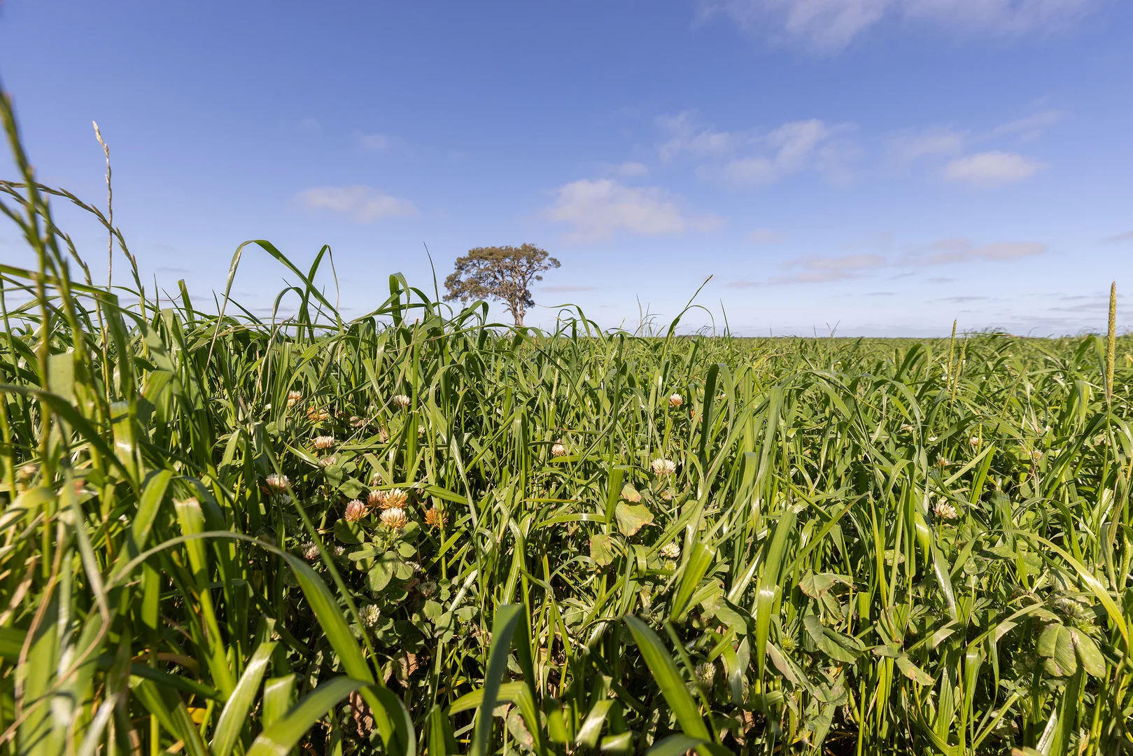 Additional image 18 of 294 Bowaka Road, Kingston Se SA 5275