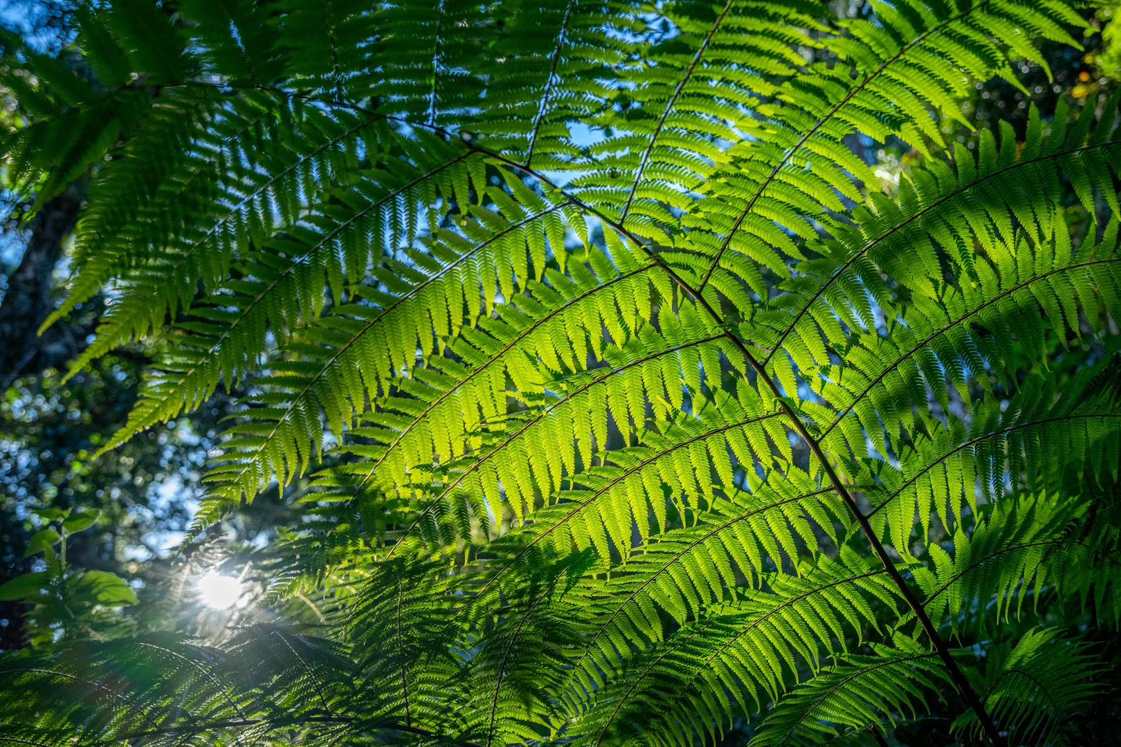 Additional image 34 of Sleepy Hollow NSW 2483