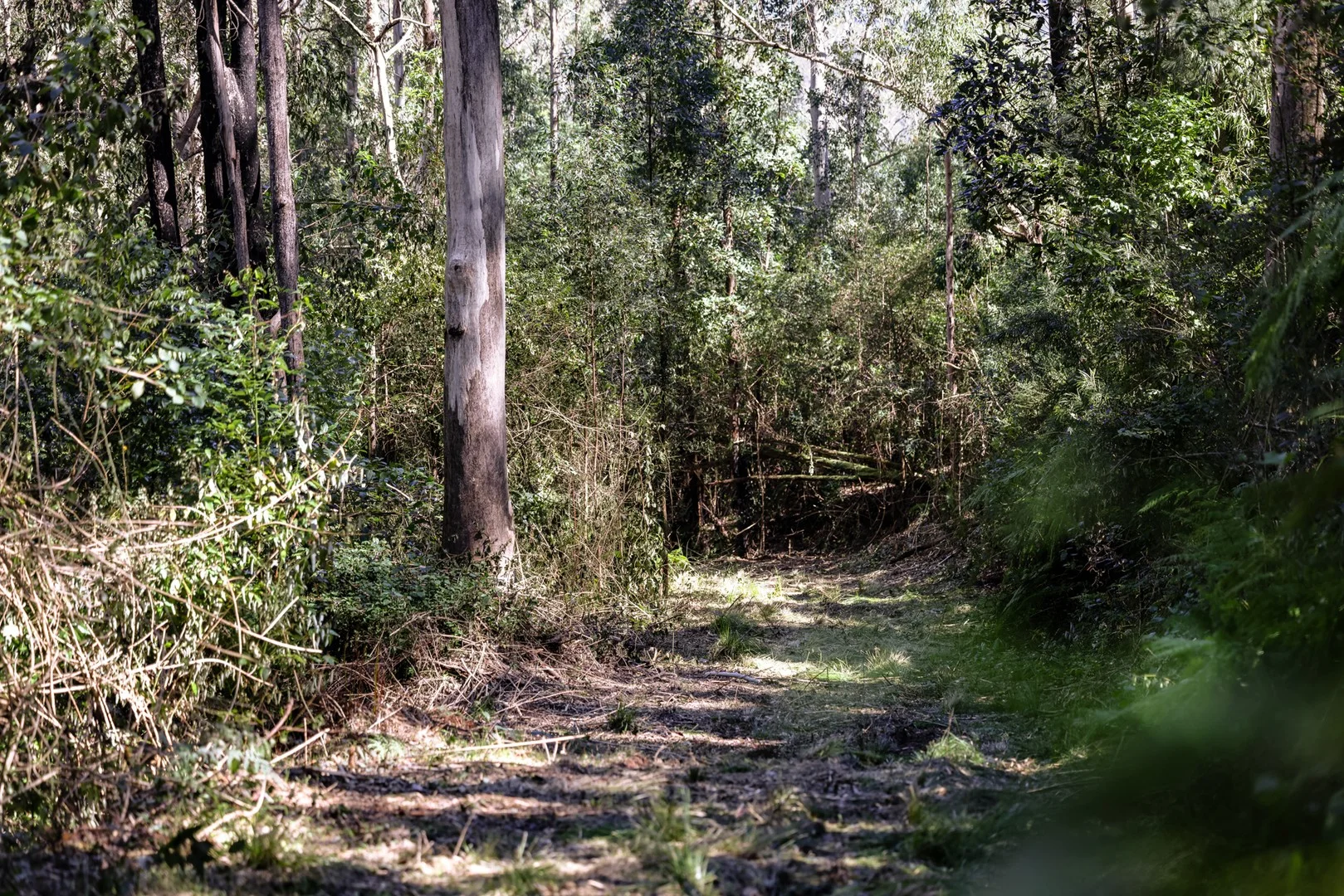 3542 Nowendoc Road, Caffreys Flat NSW 2424