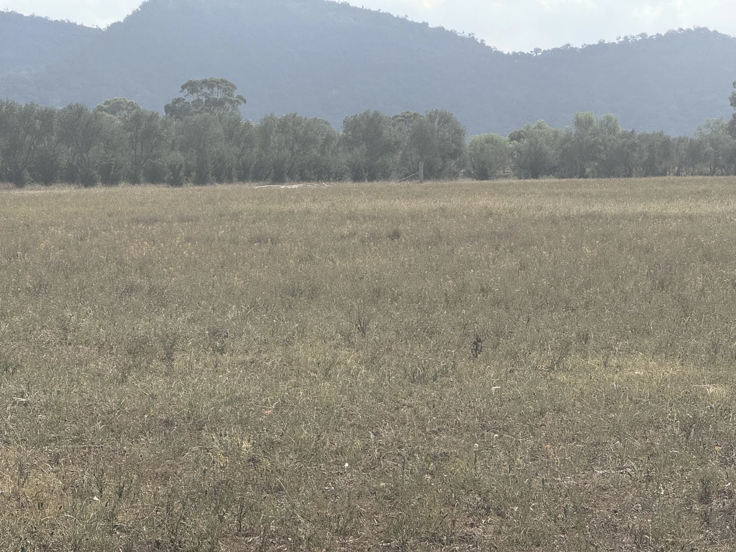 Additional image 47 of 207 Redmanvale Road, Jerrys Plains NSW 2330