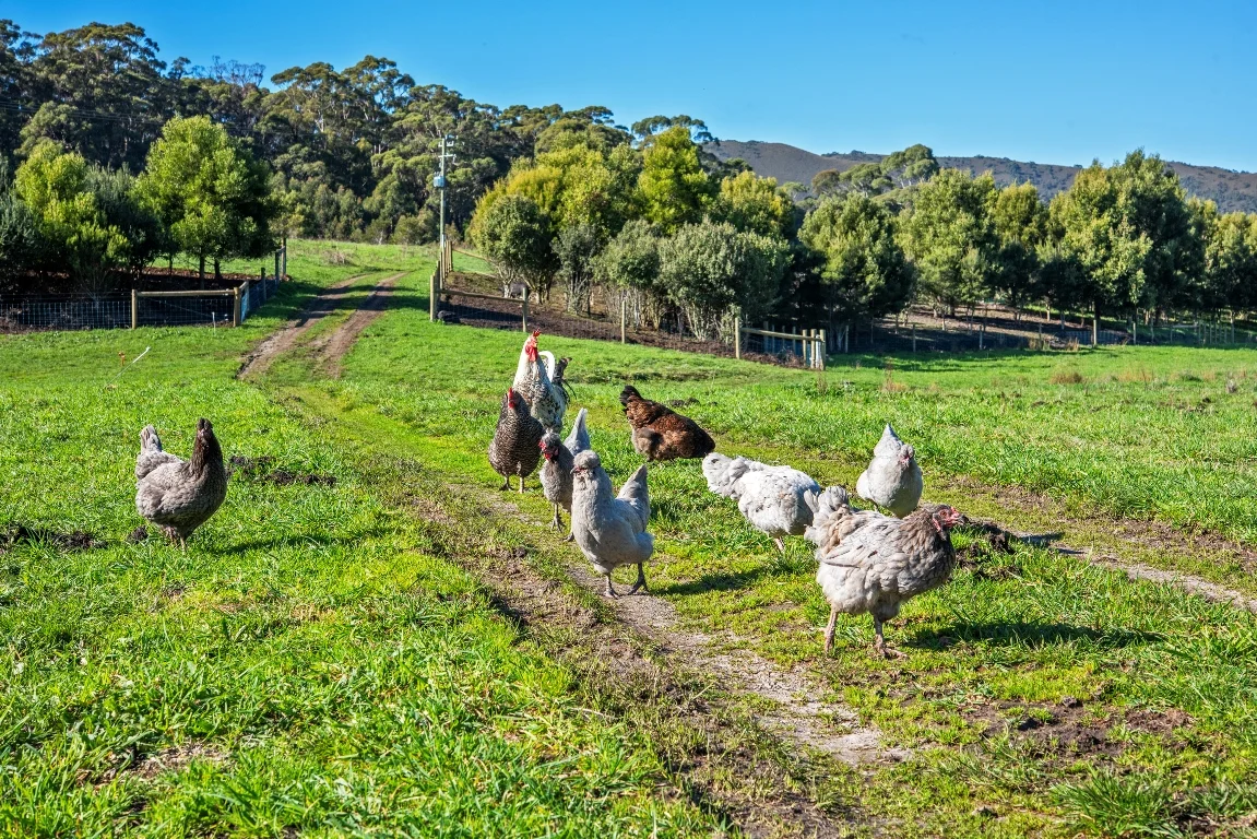 Additional image 5 of 19291 Bass Highway, Rocky Cape TAS 7321