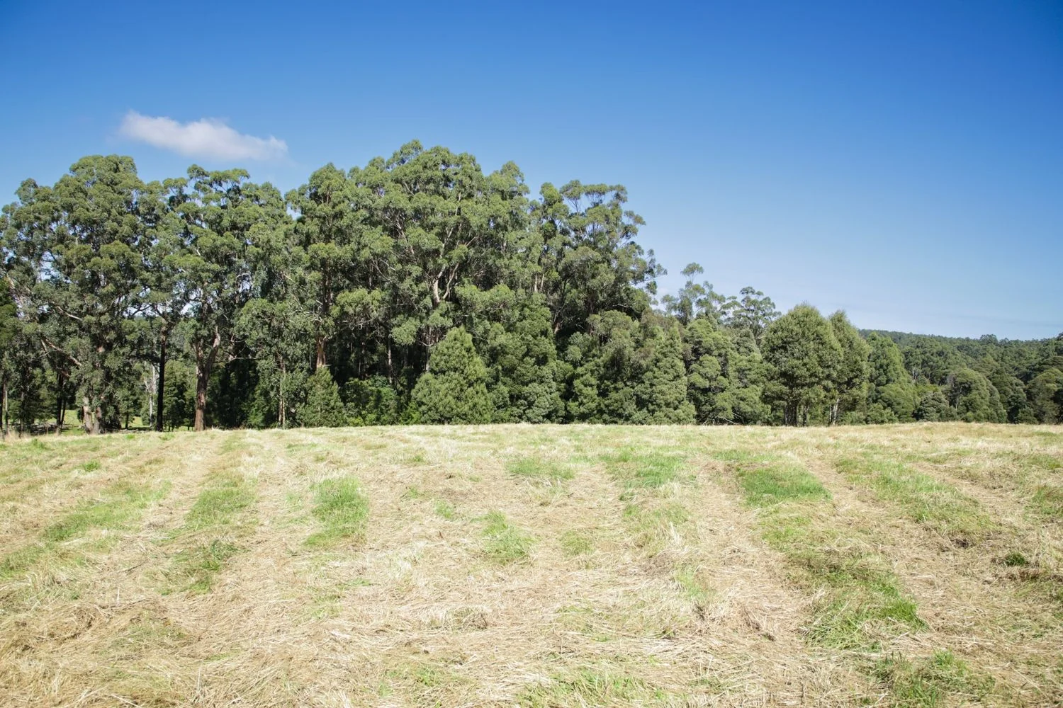 Additional image 4 of 4195 Colac Lavers Hill Road, Weeaproinah VIC 3237