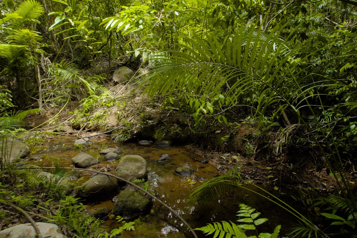 Additional image 33 of 222 Hitchconole Road, Tarzali QLD 4885