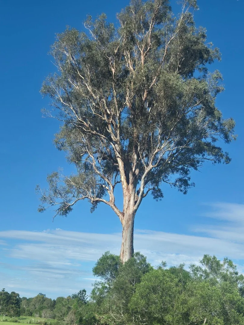 Additional image 12 of Marburg QLD 4346