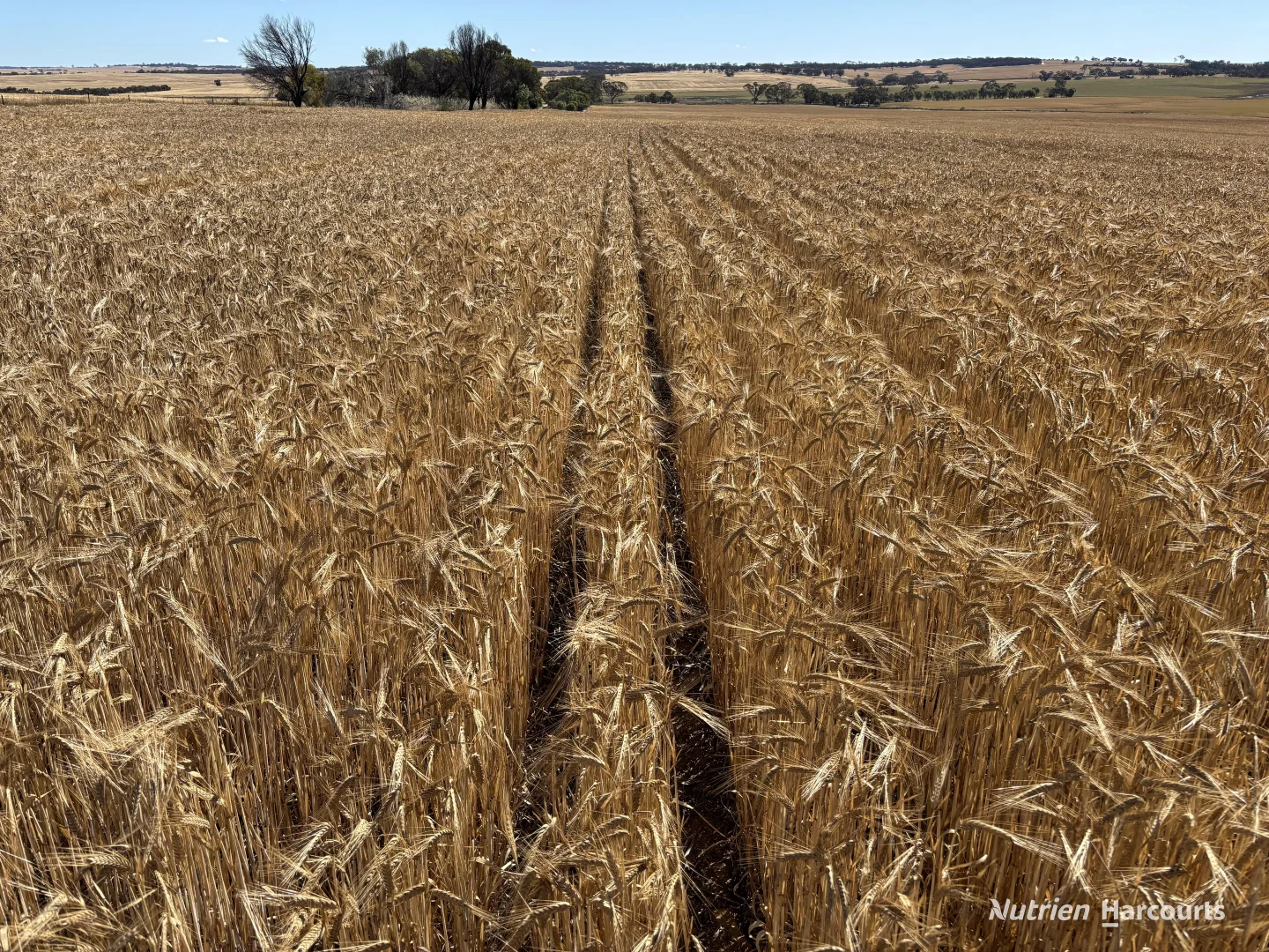 Additional image 3 of . 'Forrestine Farm', Cunderdin WA 6407