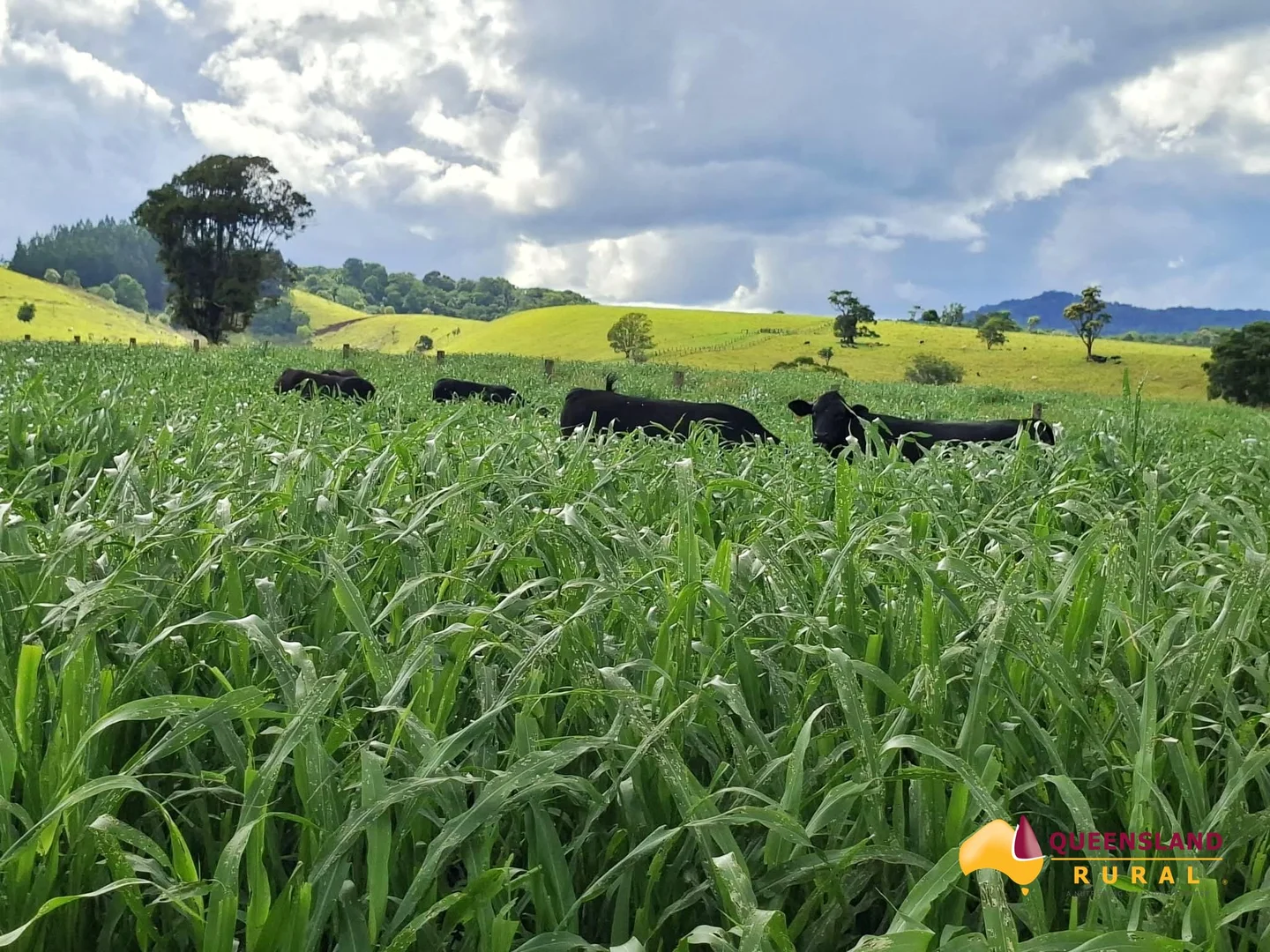 Additional image 21 of Minbun QLD 4886