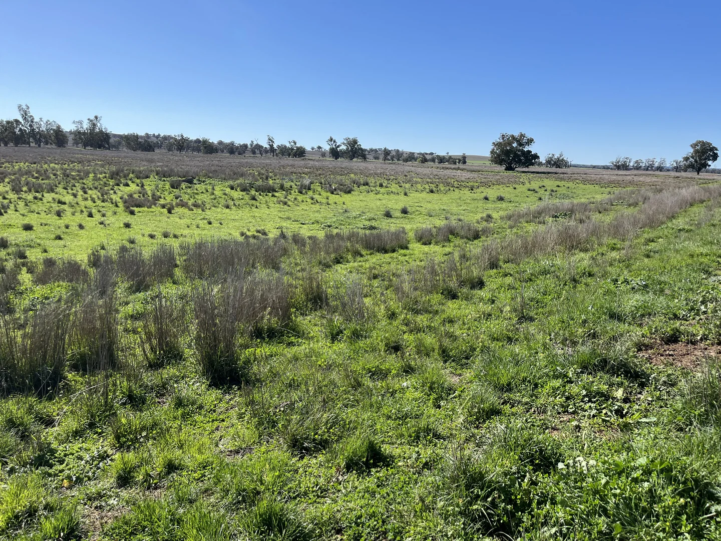 Additional image 19 of "Piambra" 714 Piambra Road, Binnaway NSW 2395