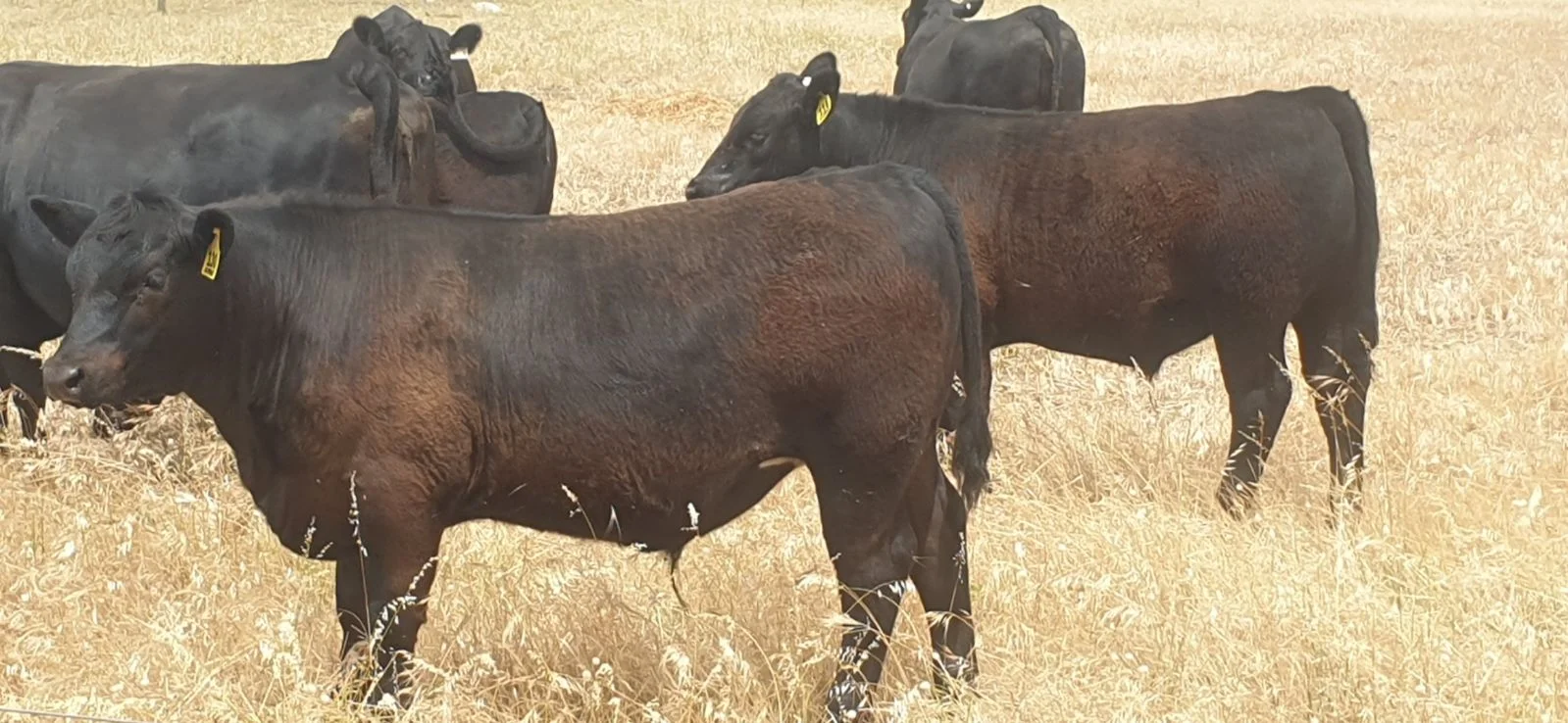 Additional image 34 of 26 Griffin Road, Clayton Bay SA 5256