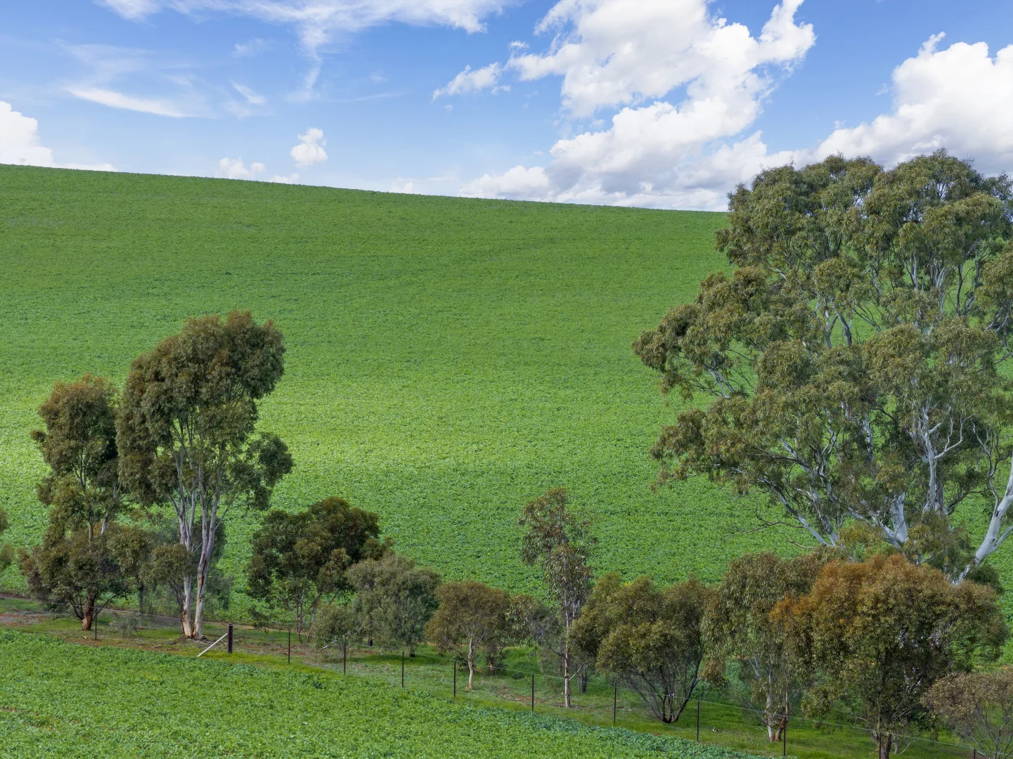 Additional image 14 of 'Hamilton Run Farm' Murchland Drive, Jamestown SA 5491