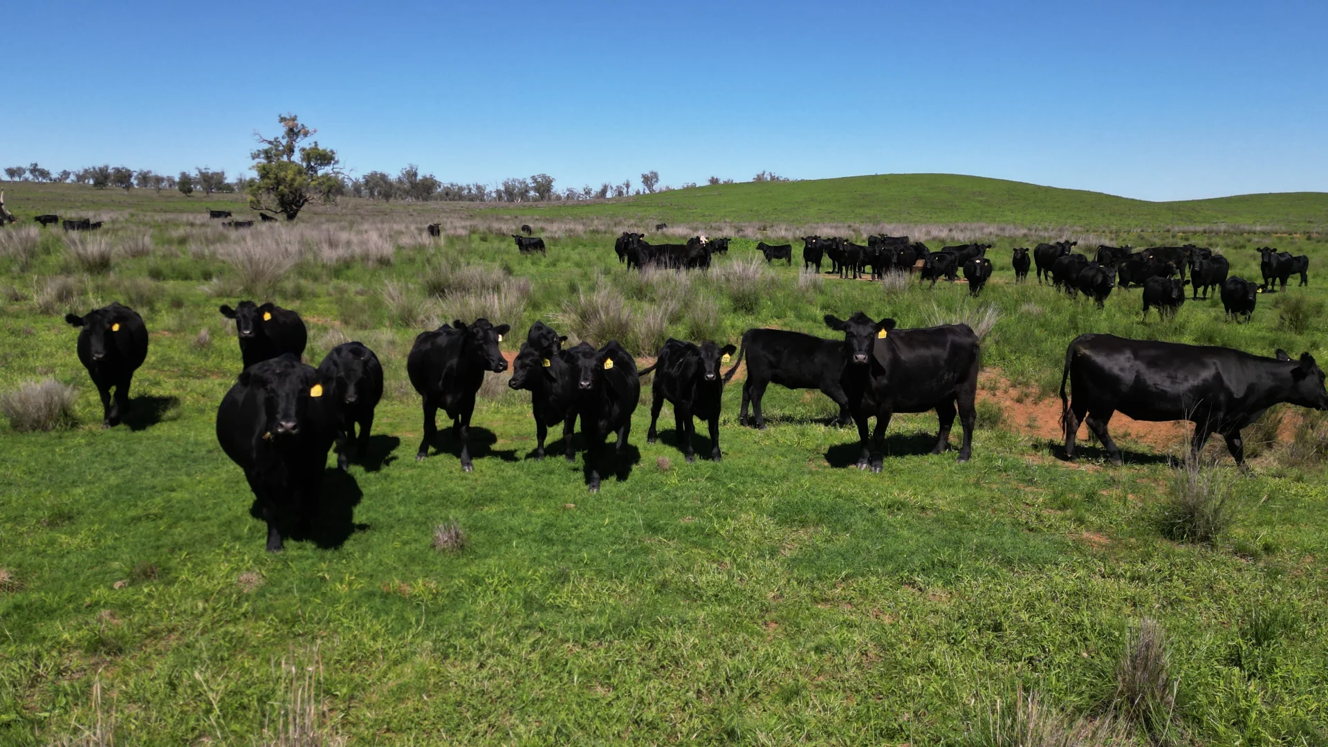 Additional image 18 of 450 Bridges Road, Gunnedah NSW 2380