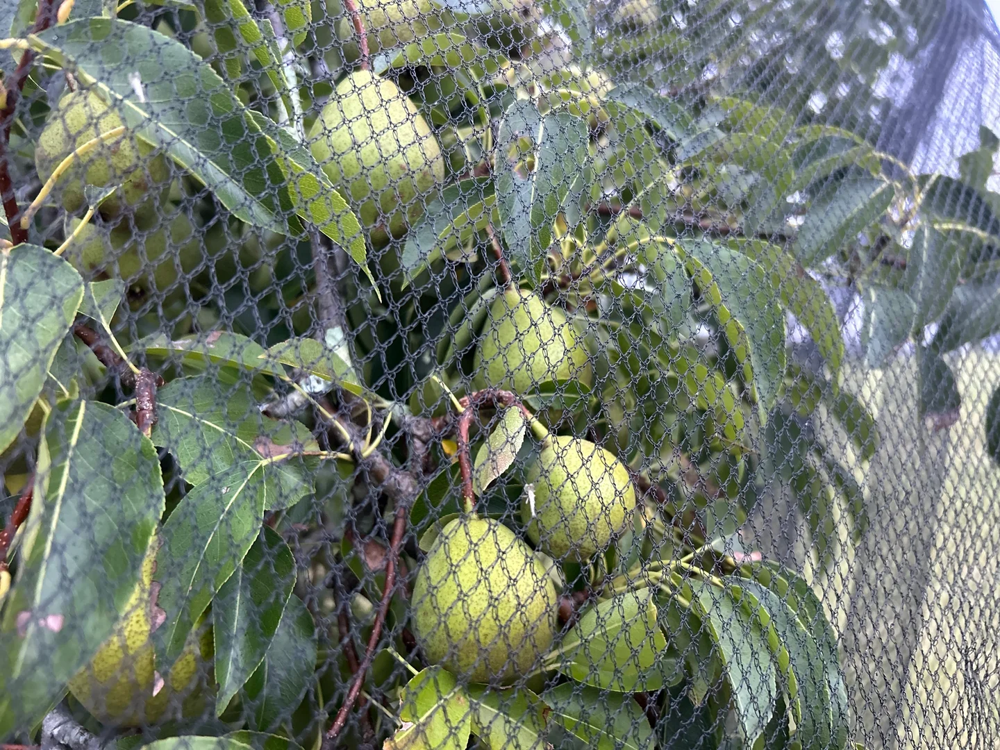 Additional image 27 of 249 Granite Belt Dve, Thulimbah QLD 4376