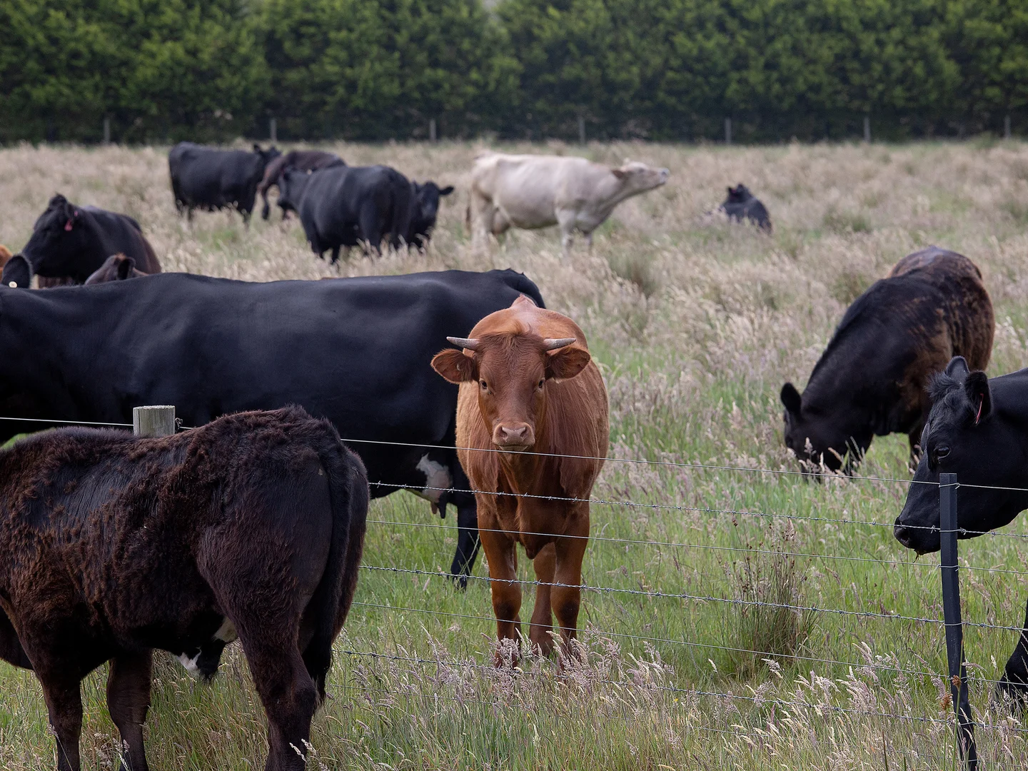 Additional image 20 of 931 Gorae Road, Gorae VIC 3305