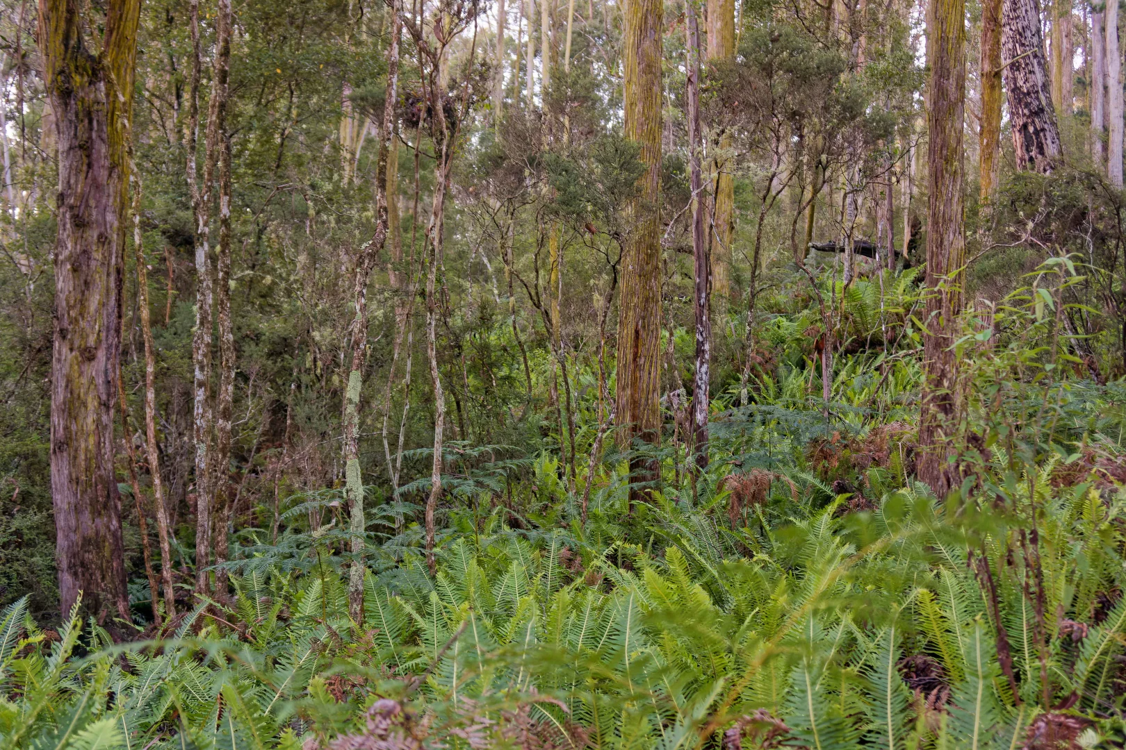 Additional image 18 of Lot 1, 660 Larcombes Road, Reedy Marsh TAS 7304