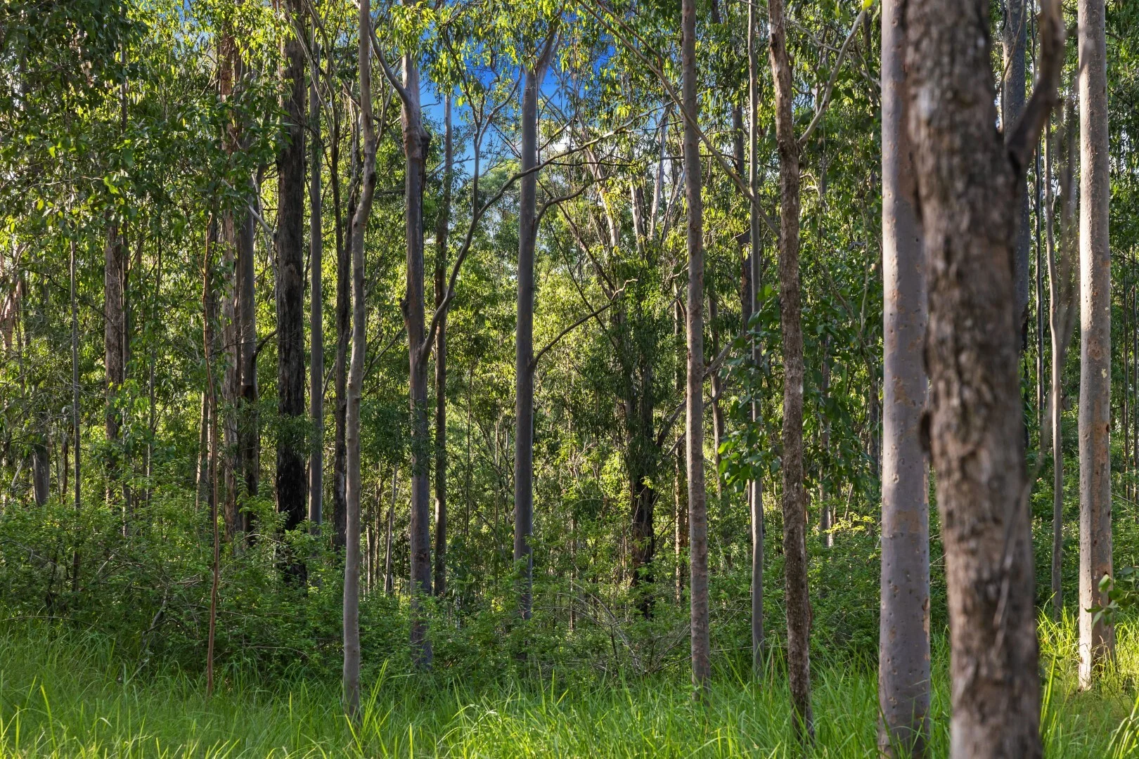 Additional image 10 of 62-69 Duck Creek Road, Bonalbo NSW 2469