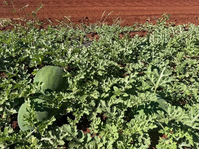 Additional image 43 of 767 Peeramon Road, Peeramon QLD 4885