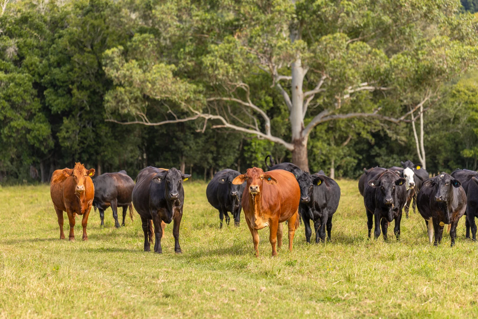 Additional image 17 of Mount George NSW 2424