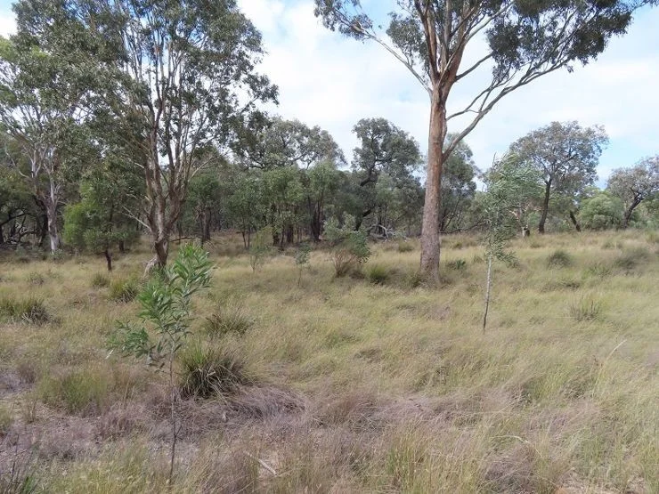 Additional image 10 of Lot 13 Saxby Road, Ballandean QLD 4382