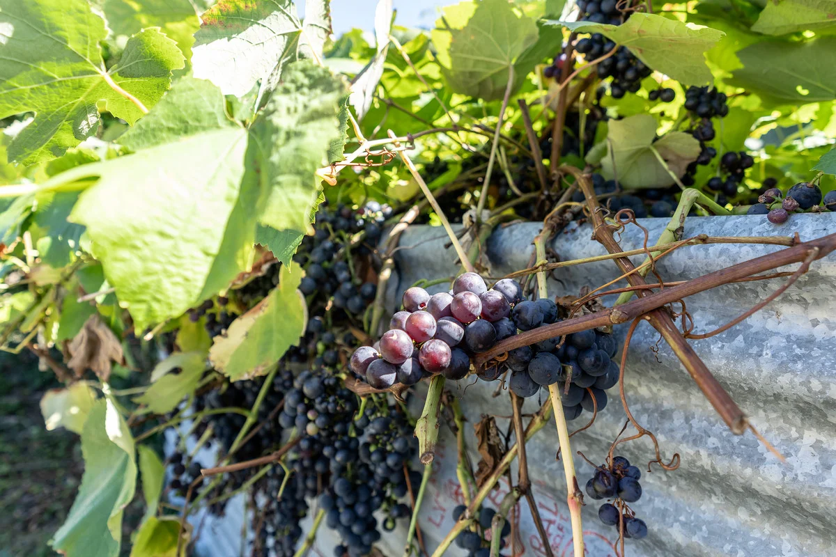 Additional image 21 of 16 Gladstone Road, Herrick TAS 7264