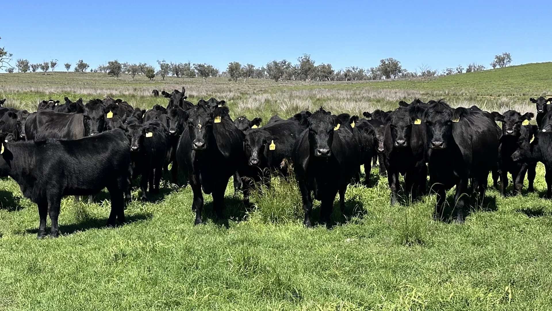 Additional image 2 of 450 Bridges Road, Gunnedah NSW 2380