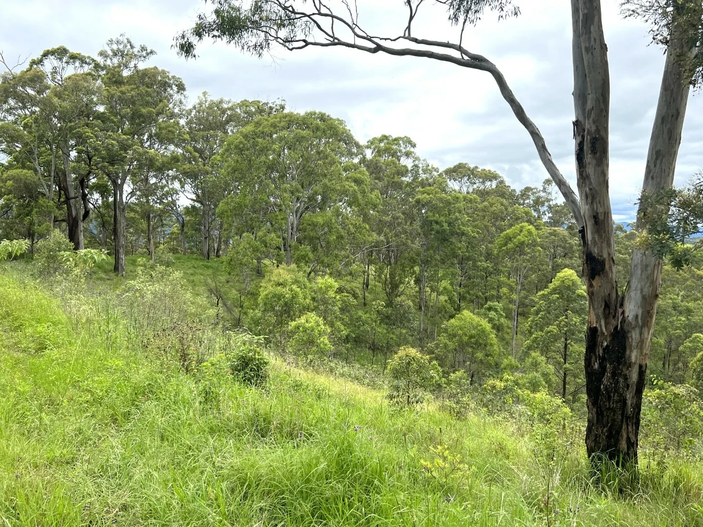 Additional image 29 of 59 Wyndham Road, Wyneden NSW 2474