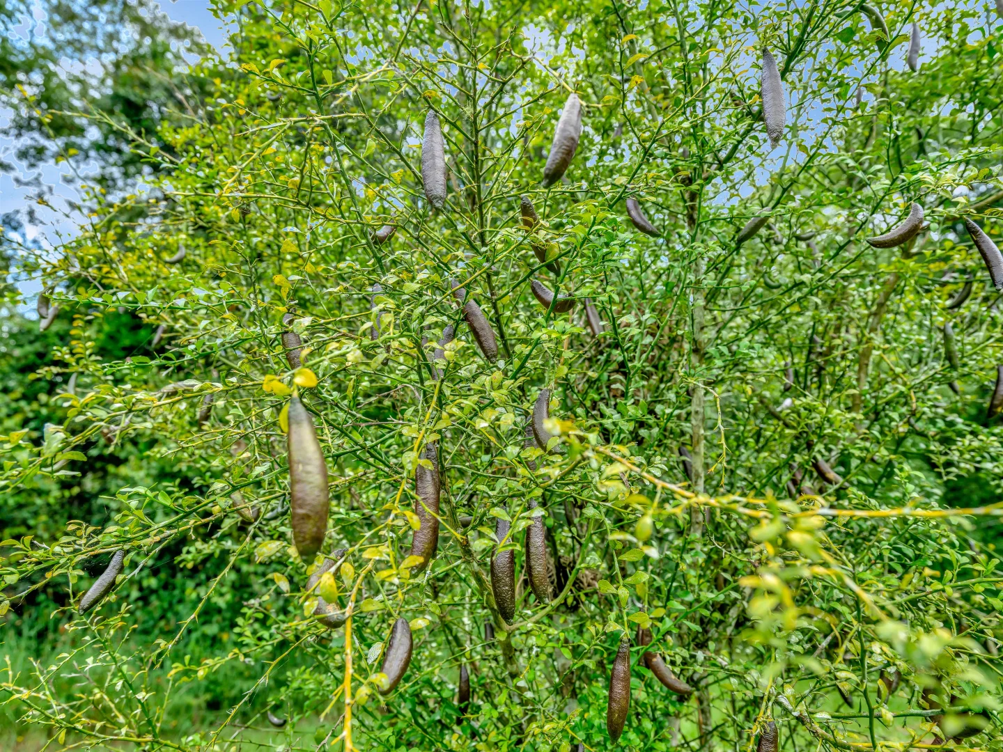 Additional image 18 of 73 Logans Road, Valla NSW 2448