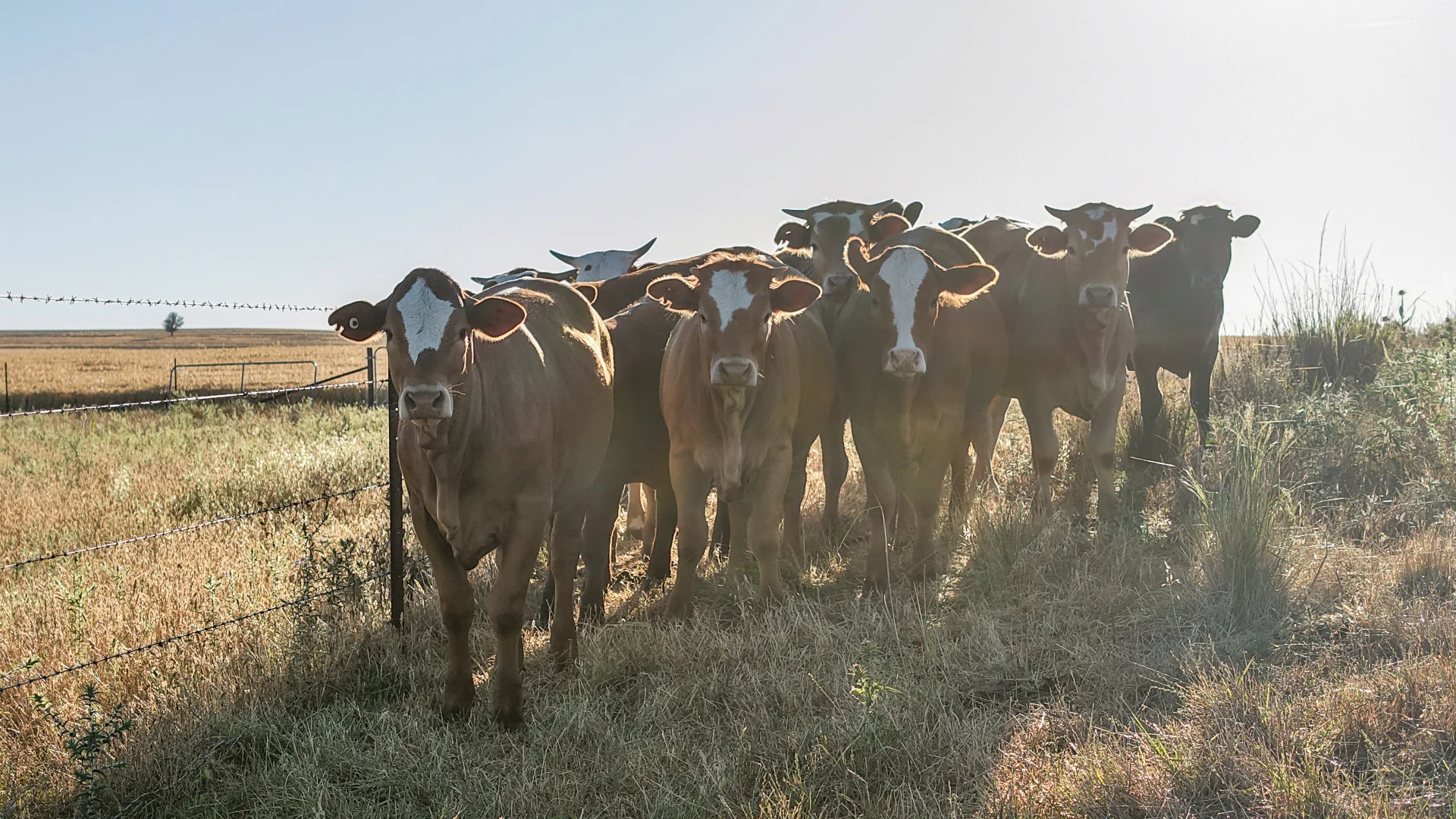 Additional image 28 of The Ranch 27R Plain Creek Road, Wongarbon NSW 2831