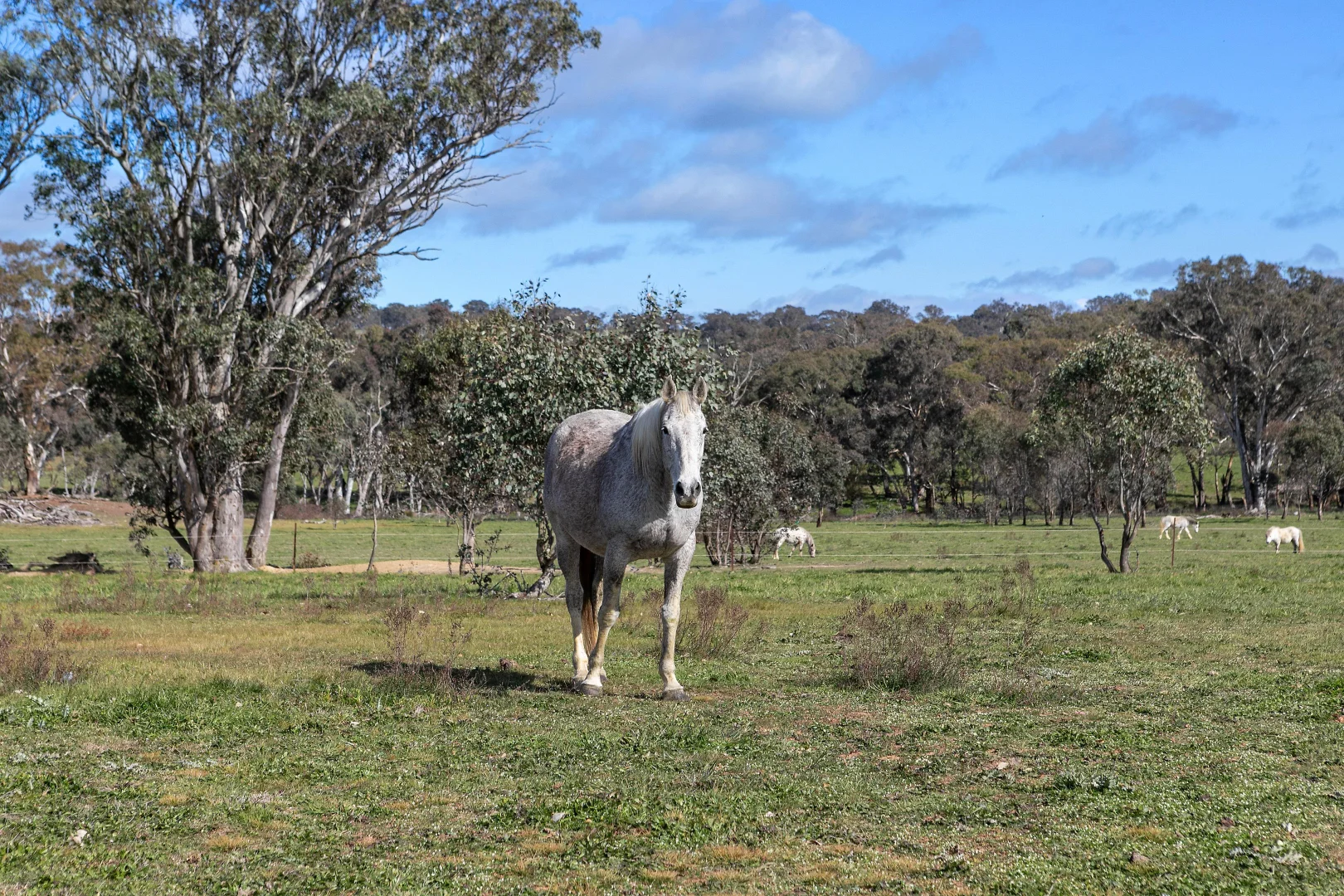 Additional image 17 of 257 Stadtmillers Lane, Bowning NSW 2582