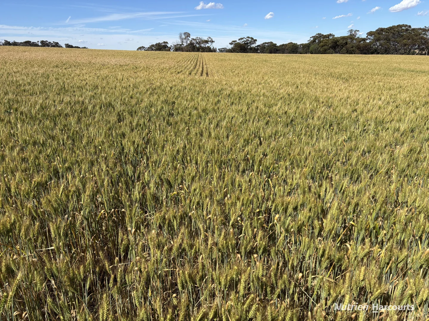 Additional image 15 of . 'Forrestine Farm', Cunderdin WA 6407