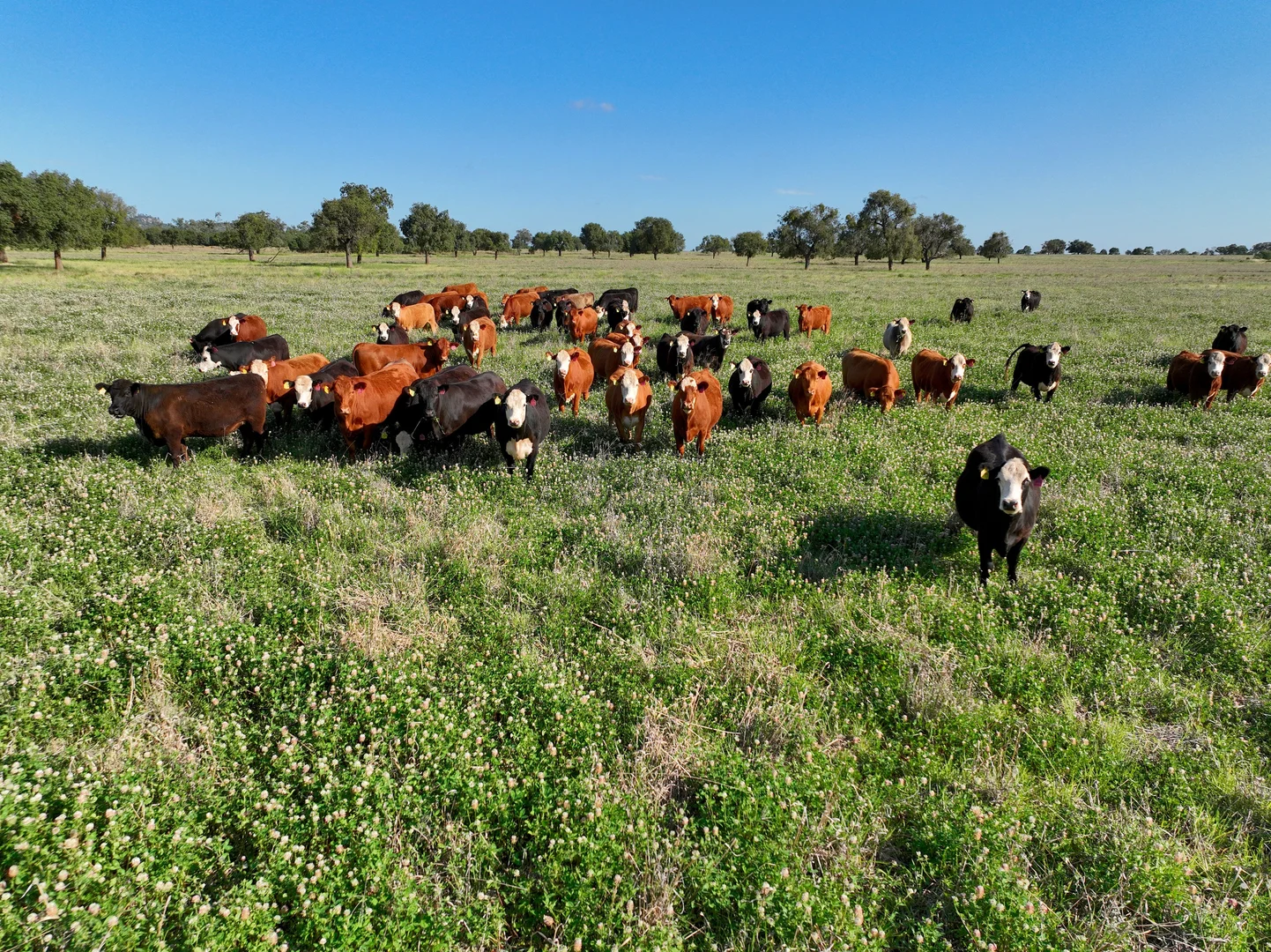 Additional image 36 of 1676 Willala Road, Boggabri NSW 2382