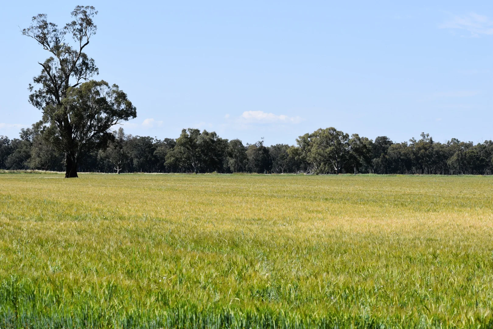 Additional image 19 of "Allandale" 7861 Lachlan Valley Way, Forbes NSW 2871