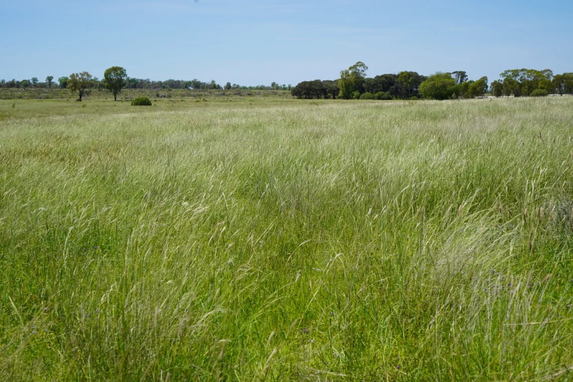 Additional image 10 of 1081 Tareela Access Road, Mungallala QLD 4467