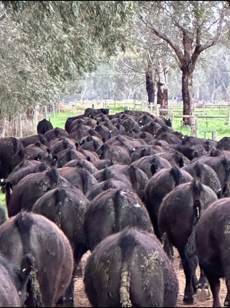 Additional image 40 of 135 Kennedys Road, Cohuna VIC 3568