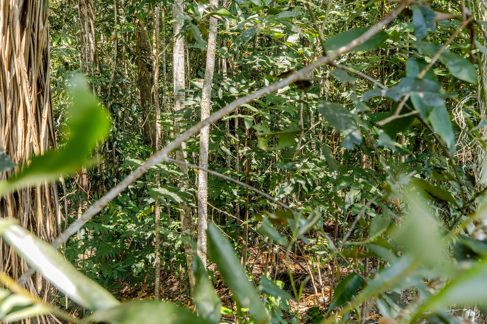 Additional image 21 of Lot 93/96 Mary Jane Drive, Julatten QLD 4871