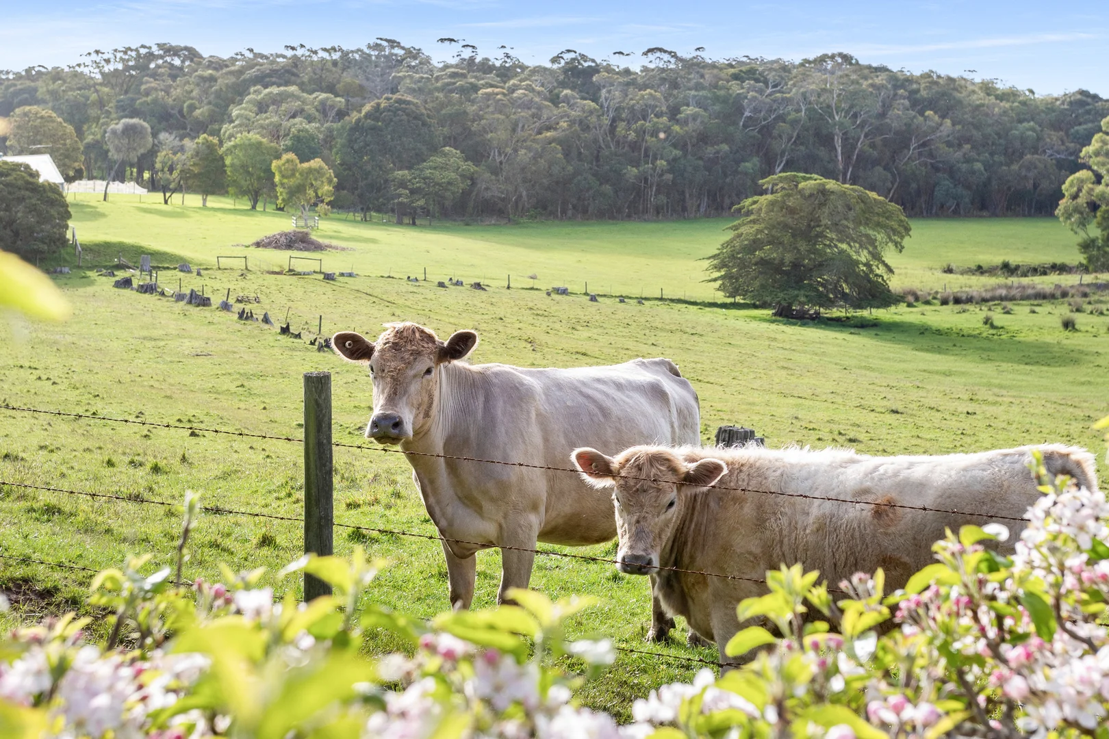 Additional image 15 of 470 Arthurs Seat Road, Red Hill VIC 3937