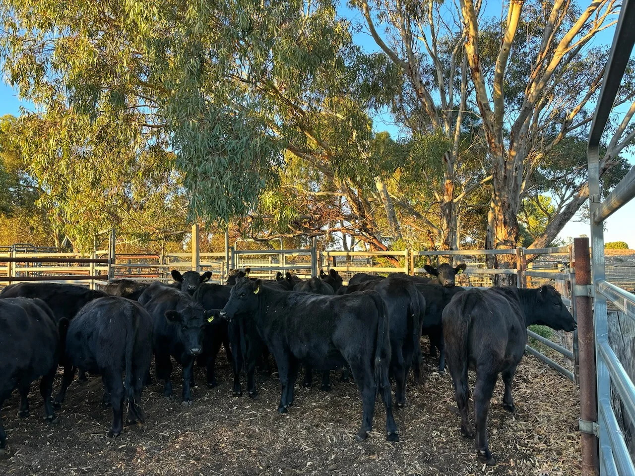 Additional image 31 of 26 Griffin Road, Clayton Bay SA 5256