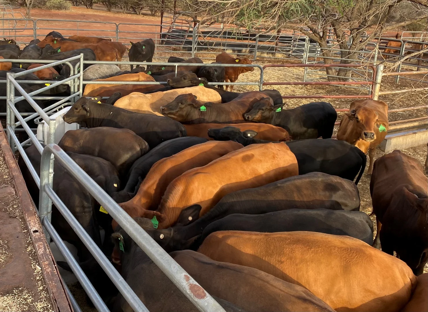 Additional image 14 of Nallan Station, Cue WA 6640