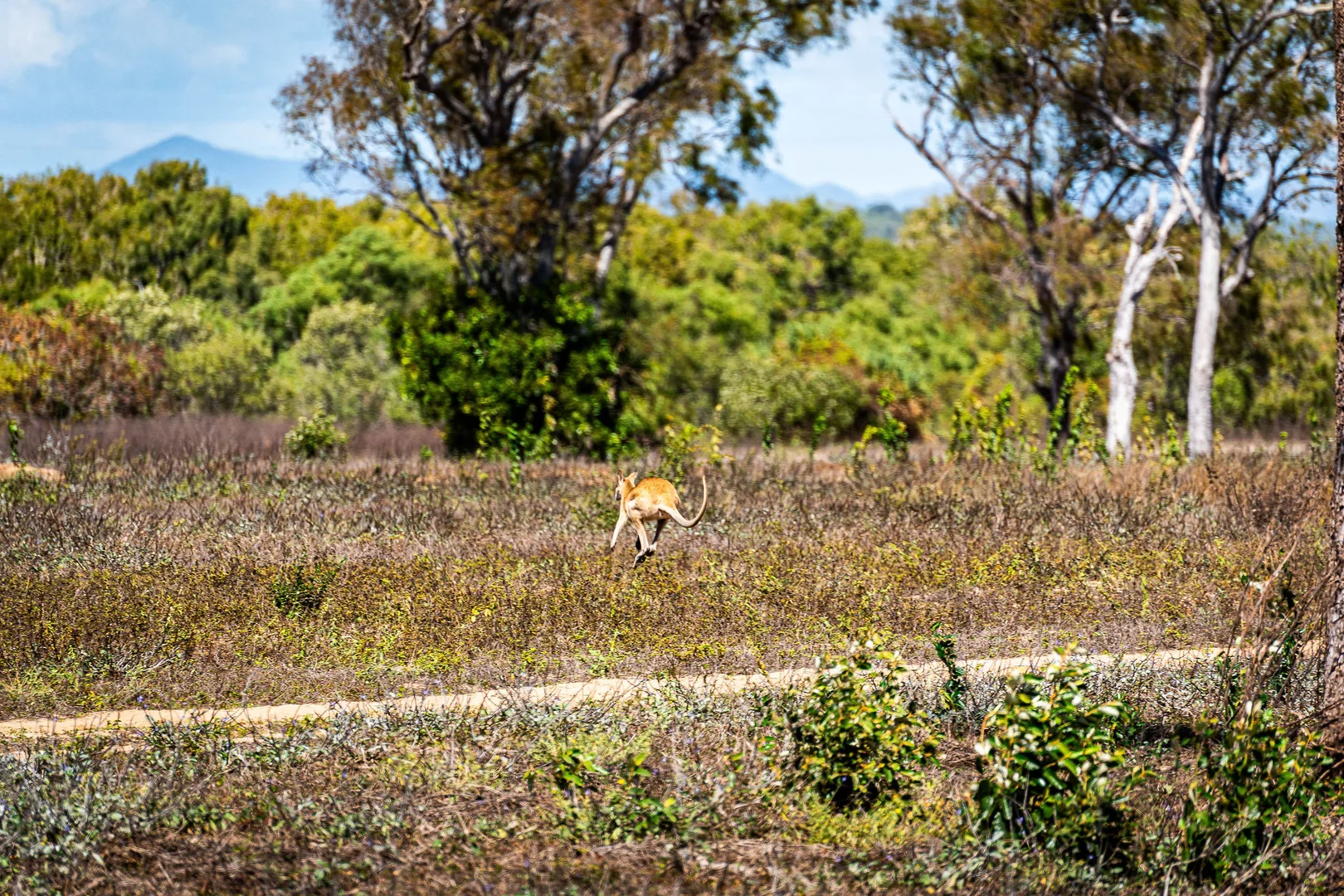 Additional image 50 of Lot 151 Coventry Road, Cape Upstart, Guthalungra QLD 4805