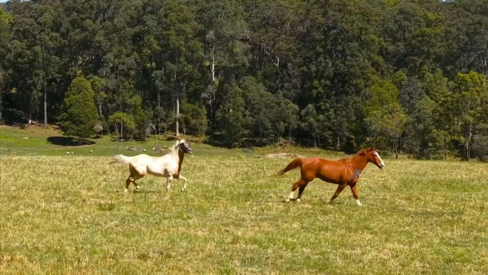 Additional image 3 of 92 Fishers Ridge, Mortons Creek NSW 2446