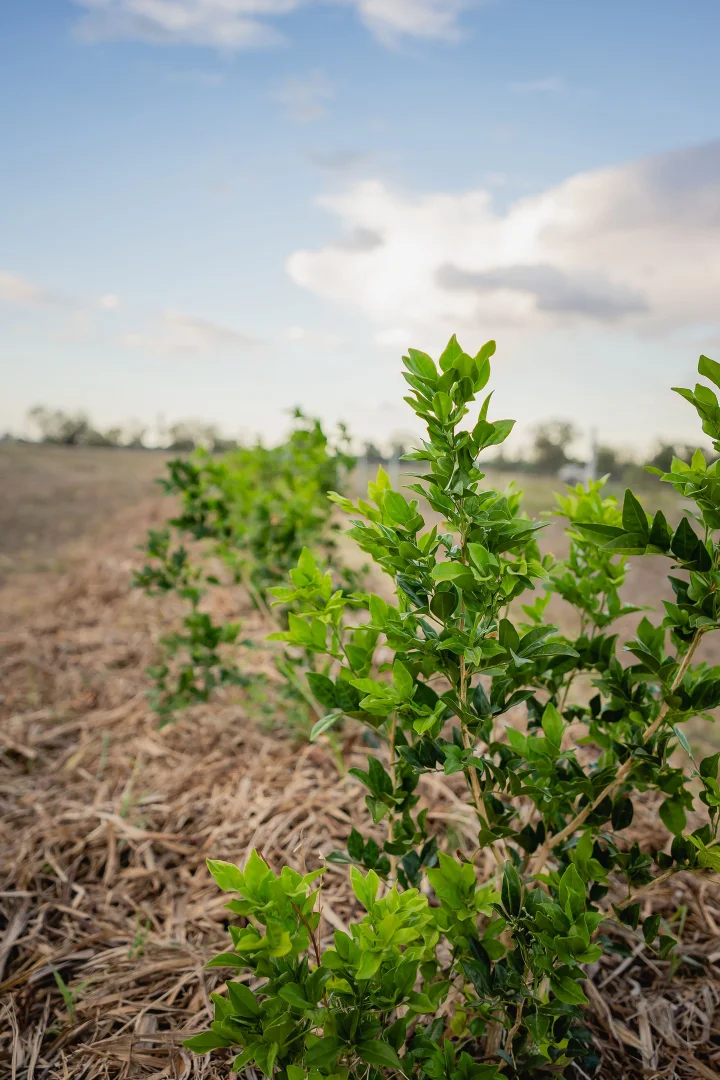 Additional image 11 of 224 Bassett Lane, Roma QLD 4455