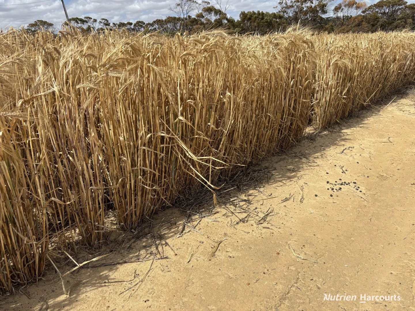 Additional image 14 of . 'Forrestine Farm', Cunderdin WA 6407