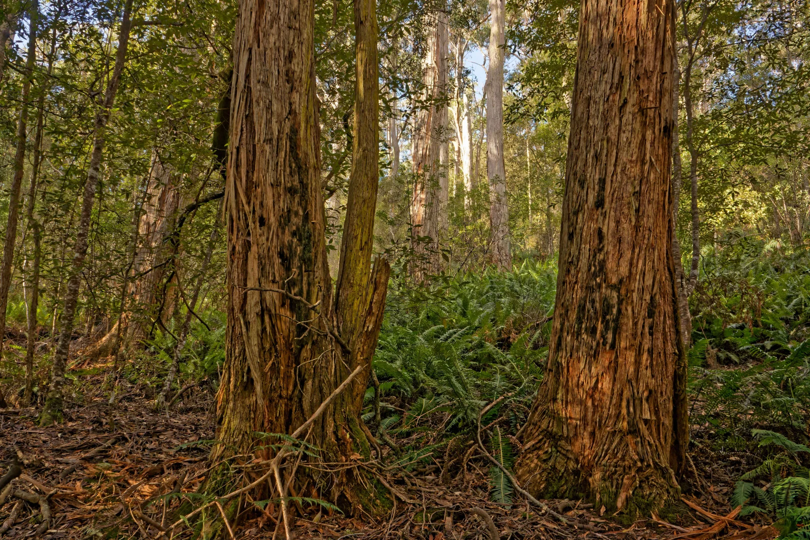 Additional image 13 of Lot 1, 660 Larcombes Road, Reedy Marsh TAS 7304