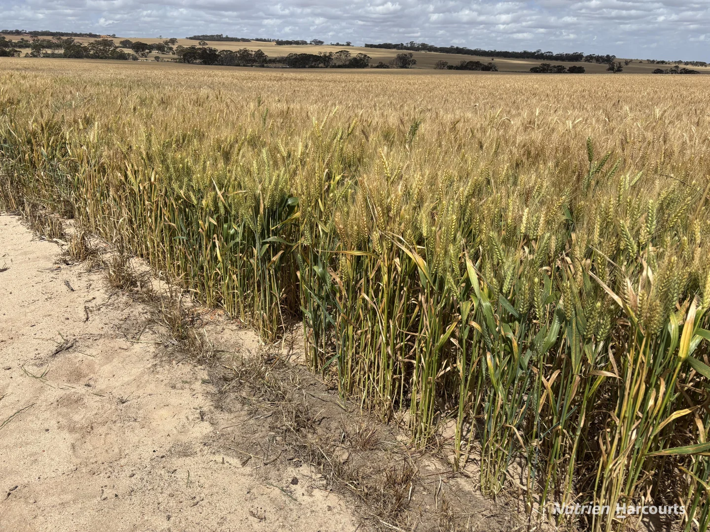 Additional image 22 of . 'Forrestine Farm', Cunderdin WA 6407