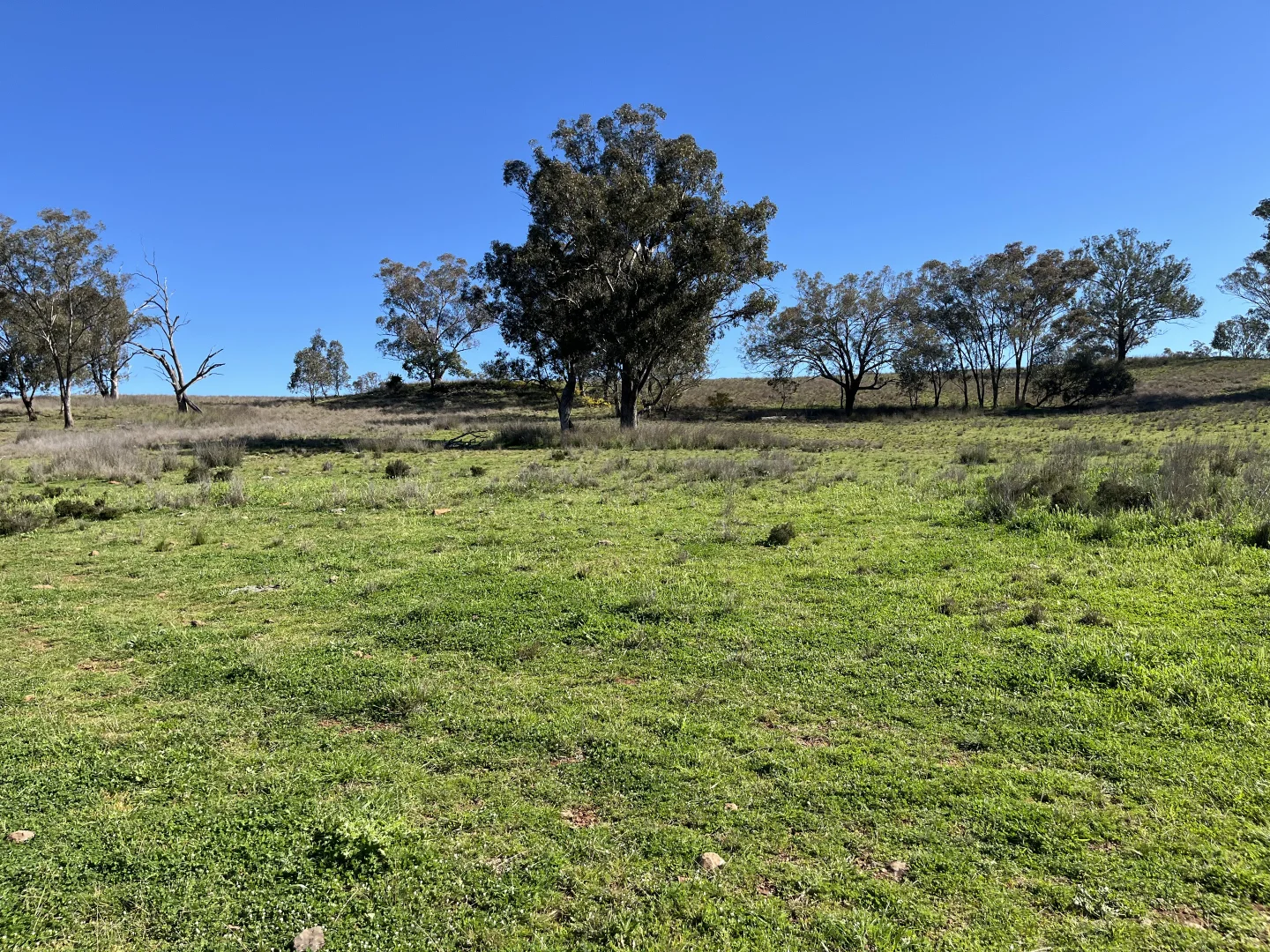 Additional image 32 of "Piambra" 714 Piambra Road, Binnaway NSW 2395