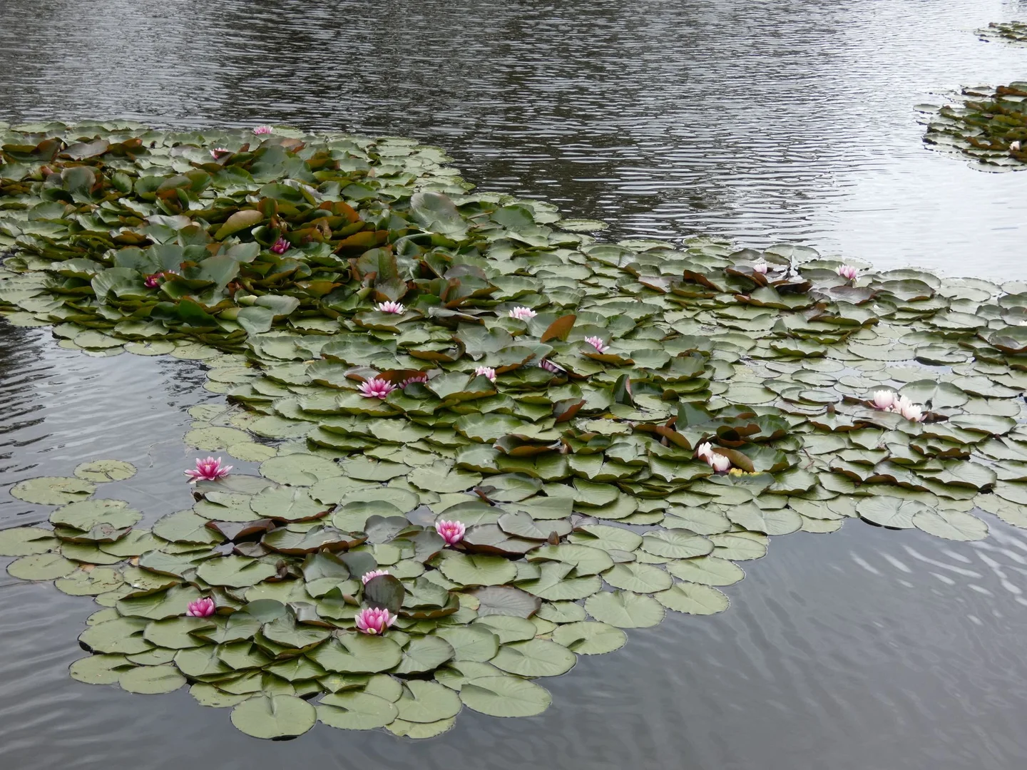 Additional image 25 of 125 Sheepstation Creek Road, Yellingbo VIC 3139