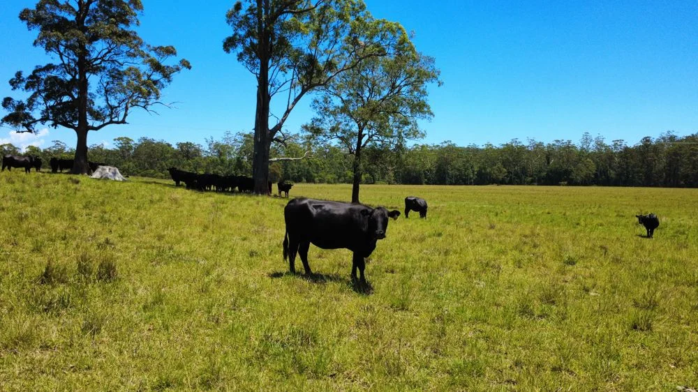 Additional image 8 of Lot 2 Upper Smiths Creek Road, Kundabung NSW 2441