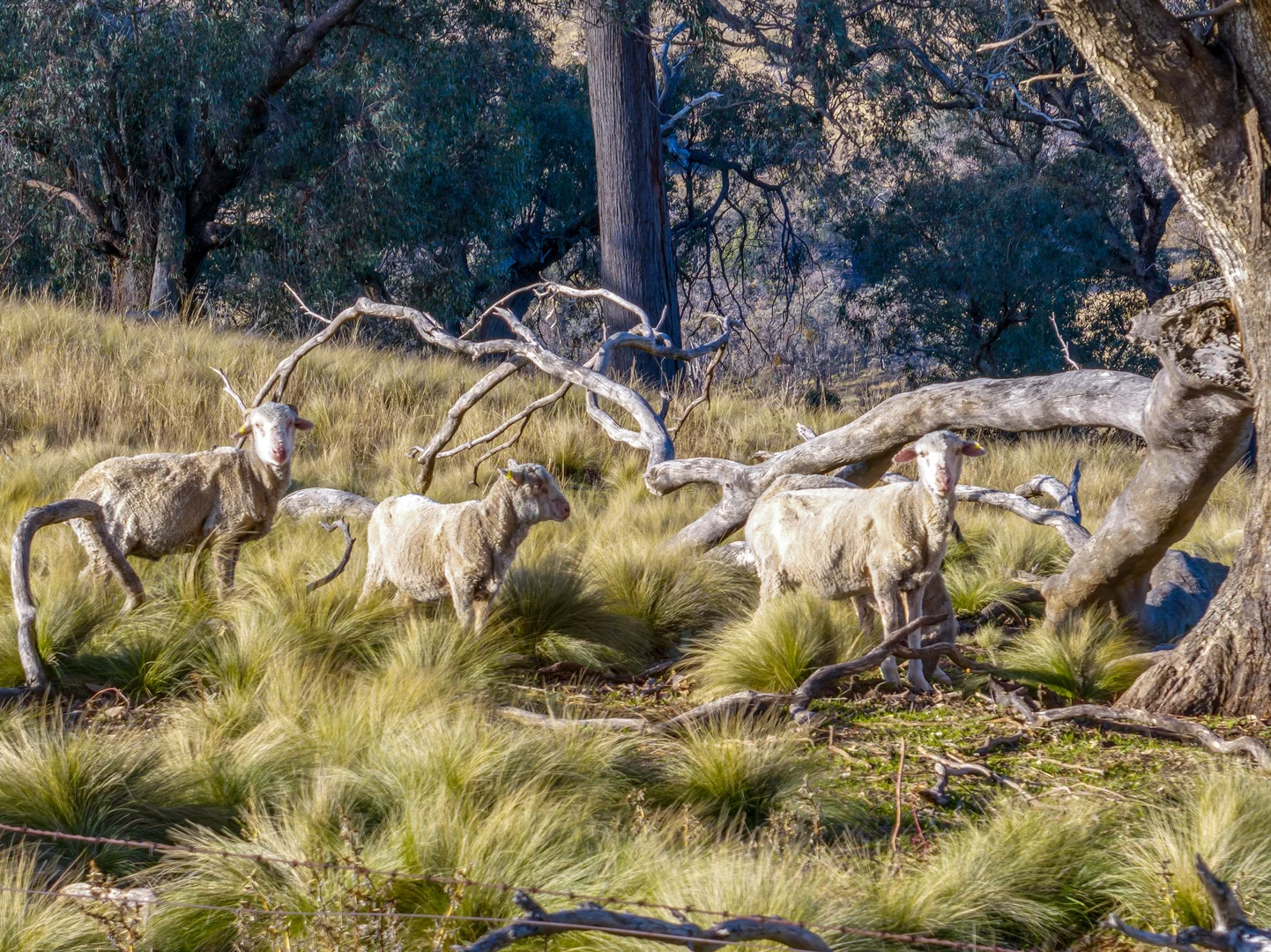 Additional image 4 of 498 (LOT A) Decca Road, Bigga NSW 2583